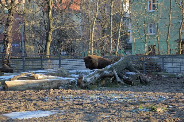 Kaliningrad Rusland November 2018 Het Grondgebied Van City Zoo Een — Stockfoto