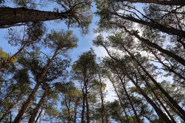Geç sonbaharda güzel Baltık orman manzara. Curonian Spit, Rusya Federasyonu