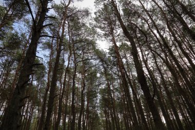 Geç sonbaharda güzel Baltık orman manzara. Curonian Spit, Rusya Federasyonu