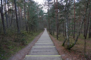 Geç sonbaharda güzel Baltık orman manzara. Curonian Spit, Rusya Federasyonu