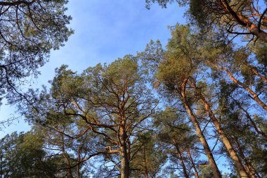 Geç sonbaharda güzel Baltık orman manzara. Curonian Spit, Rusya Federasyonu