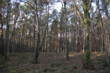 Geç sonbaharda güzel Baltık orman manzara. Curonian Spit, Rusya Federasyonu