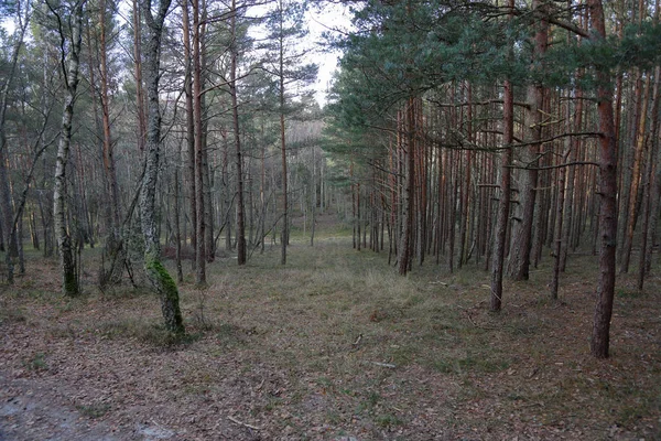 Bela Paisagem Floresta Báltica Final Outono Curonian Spit Rússia — Fotografia de Stock