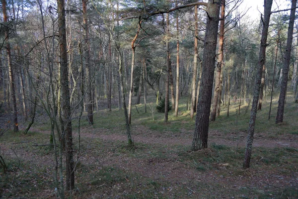 Hermoso Paisaje Forestal Báltico Finales Otoño Escupida Curónica Rusia —  Fotos de Stock