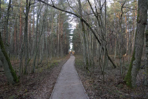 Prachtige Baltische Boslandschap Late Herfst Koerse Schoorwal Rusland — Stockfoto