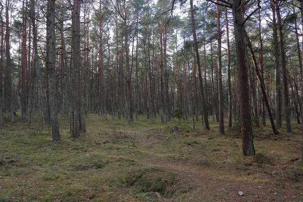 Gyönyörű Balti Erdős Táj Késő Ősszel Curonian Spit Oroszország — Stock Fotó