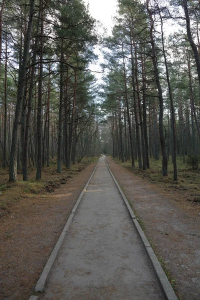 Осенний лес на Куршской косе, Россия — стоковое фото