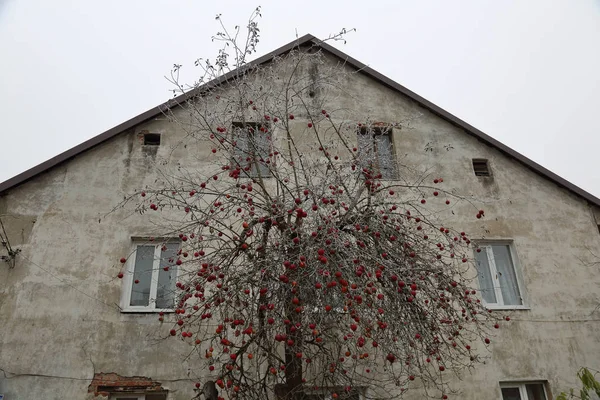 古い家の壁の近くの枝に赤い果実とリンゴの木 — ストック写真