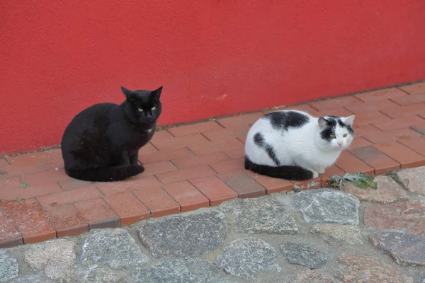 Evsiz Yetişkin Kedi Kedi Sıradışı Renk Kalın Bir Palto Ile — Stok fotoğraf