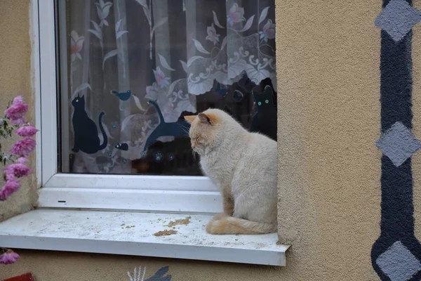 Obdachlose Erwachsene Muschi Katze Mit Einem Dicken Fell Von Ungewöhnlicher — Stockfoto