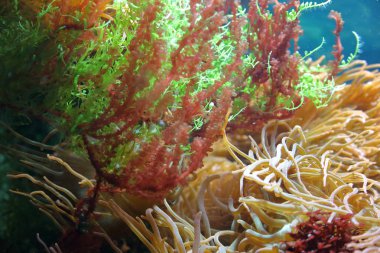 Ev içi bir akvaryumda parlak sualtı süs bitkileri.