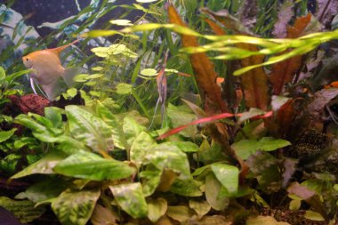 Ev içi bir akvaryumda parlak sualtı süs bitkileri.