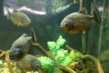 Ev içi bir akvaryumda parlak sualtı süs bitkileri.