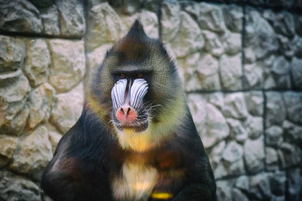 Dorosły Mężczyzna Mandrillus Papio Sphinx Szybą Zoo — Zdjęcie stockowe