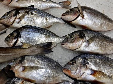 Bir sürü taze çiğ balık stok rafa buz ile