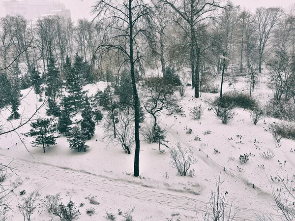 Білий Сніг Вітром Зимовому Міському Парку — стокове фото