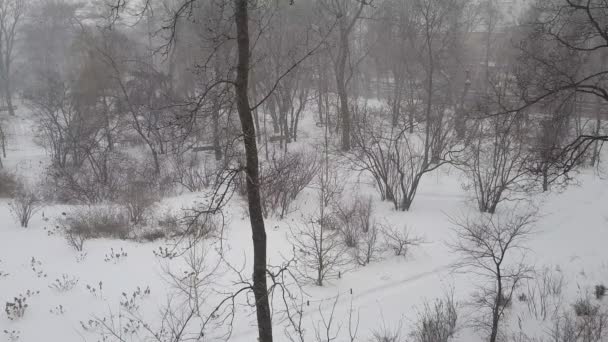 Vit Snö Med Vind Vinter Stadspark — Stockvideo