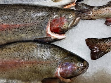 Bir sürü taze çiğ balık stok rafa buz ile