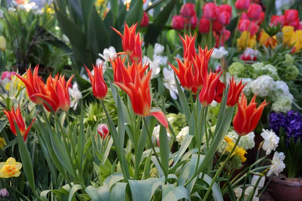 Tulipes fraîches lumineuses — Photo