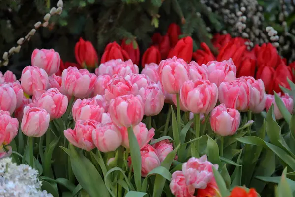 Tulipas frescas brilhantes — Fotografia de Stock