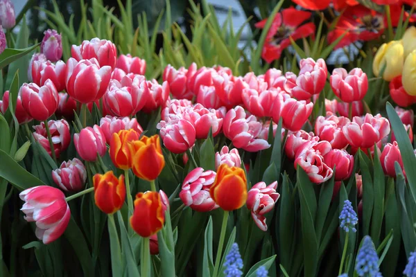 Tulipas frescas brilhantes — Fotografia de Stock