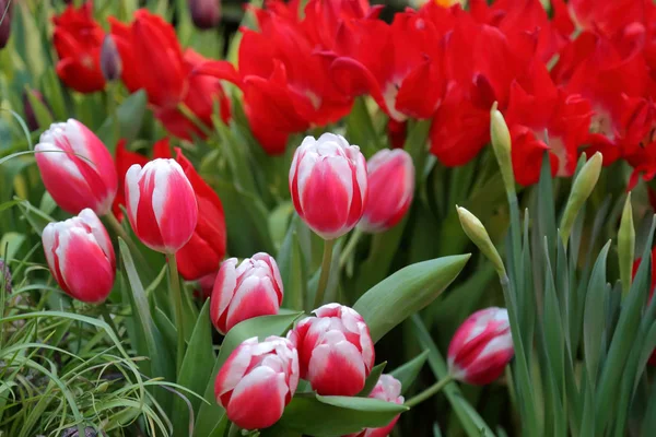 Tulipas frescas brilhantes — Fotografia de Stock