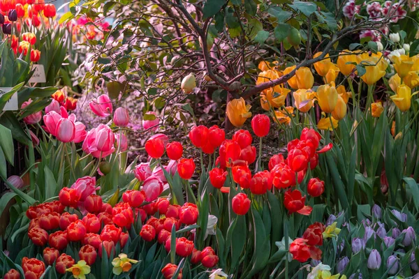 Tulipas frescas brilhantes — Fotografia de Stock