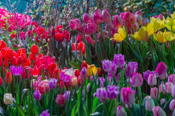 Bright fresh tulips — Stock Photo, Image