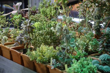 Nadir egzotik kaktüs