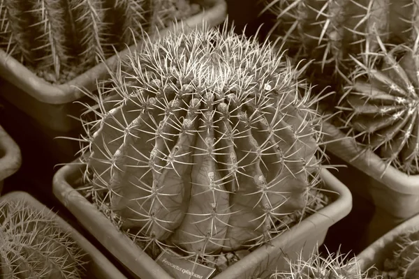 Рідкісні екзотичні кактус — стокове фото