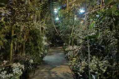 Tropikal bir sera içinde