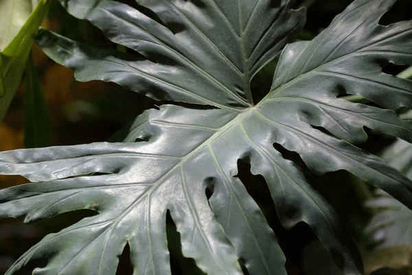 Folha grossa da planta — Fotografia de Stock