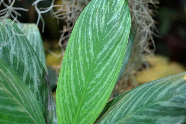 Hoja de planta gruesa —  Fotos de Stock