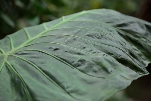 Liść roślina grube — Zdjęcie stockowe