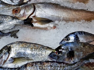 taze yakalanmış balık