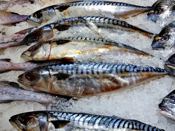 Peixe recentemente capturado — Fotografia de Stock