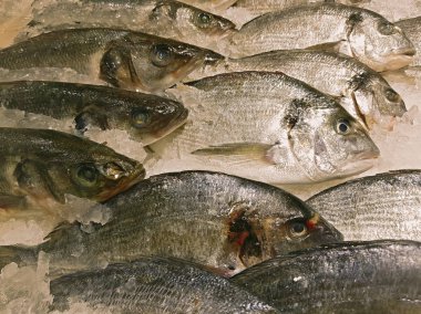 taze yakalanmış balık