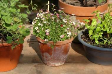 Bahar çiçek çiçeklenme