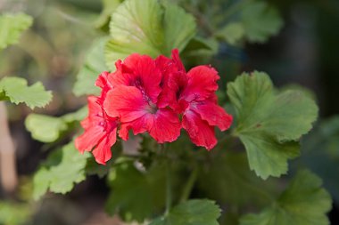 Bahar çiçek çiçeklenme