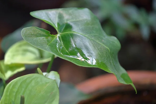 Hoja gruesa de la planta —  Fotos de Stock