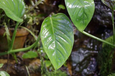Kalın bitki yaprağı