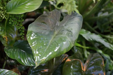 Kalın bitki yaprağı