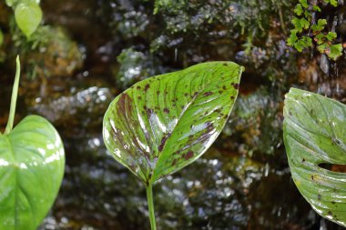 Kalın bitki yaprağı