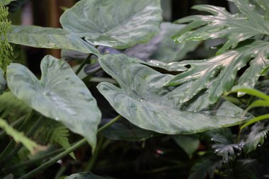 Kalın bitki yaprağı