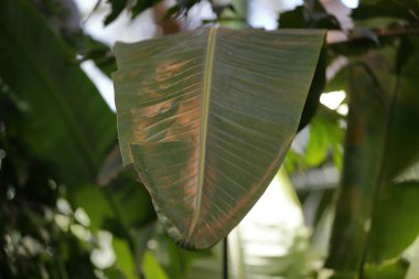 Kalın bitki yaprağı