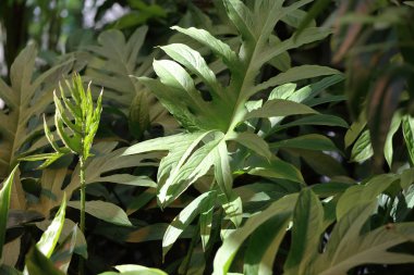 Kalın bitki yaprağı