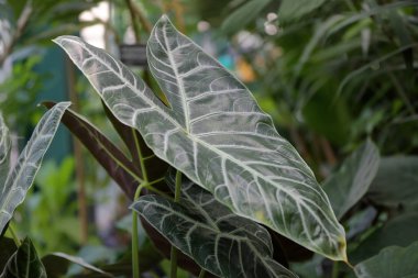 Kalın bitki yaprağı