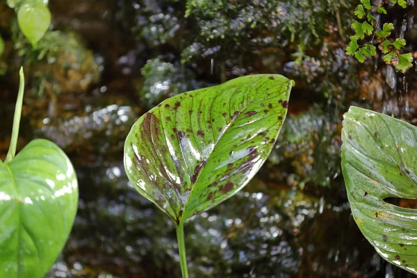 Kalın bitki yaprağı