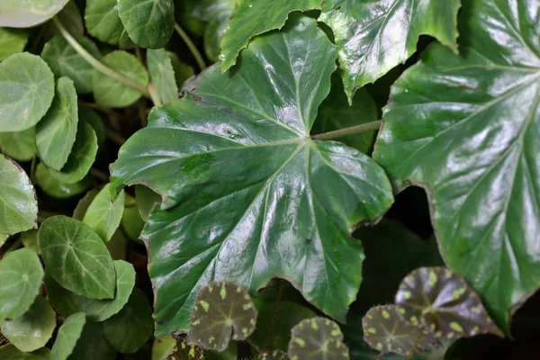 Hoja gruesa de la planta —  Fotos de Stock