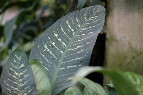 Товстий рослинний лист — стокове фото